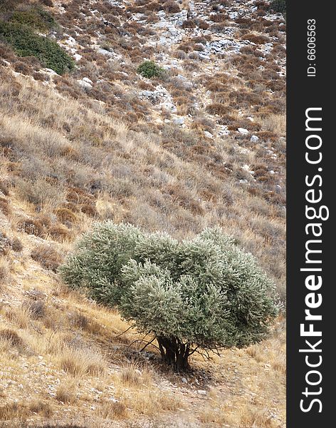 Lonely olive tree standing on a rocky hill