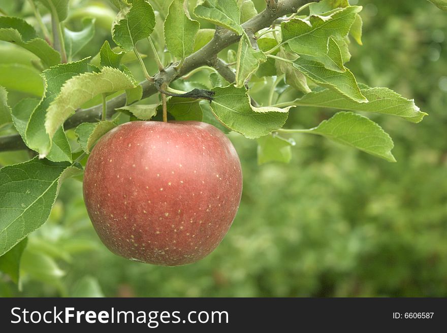 A perfect red apple hanging from a tree. A perfect red apple hanging from a tree