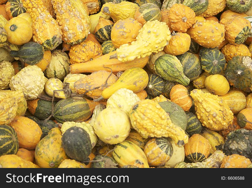 Squash and gourd fall harvest assortment. Squash and gourd fall harvest assortment