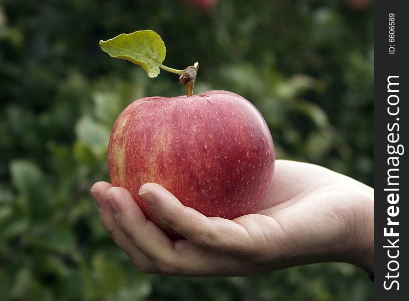 Apple with leaf held in hand. Apple with leaf held in hand
