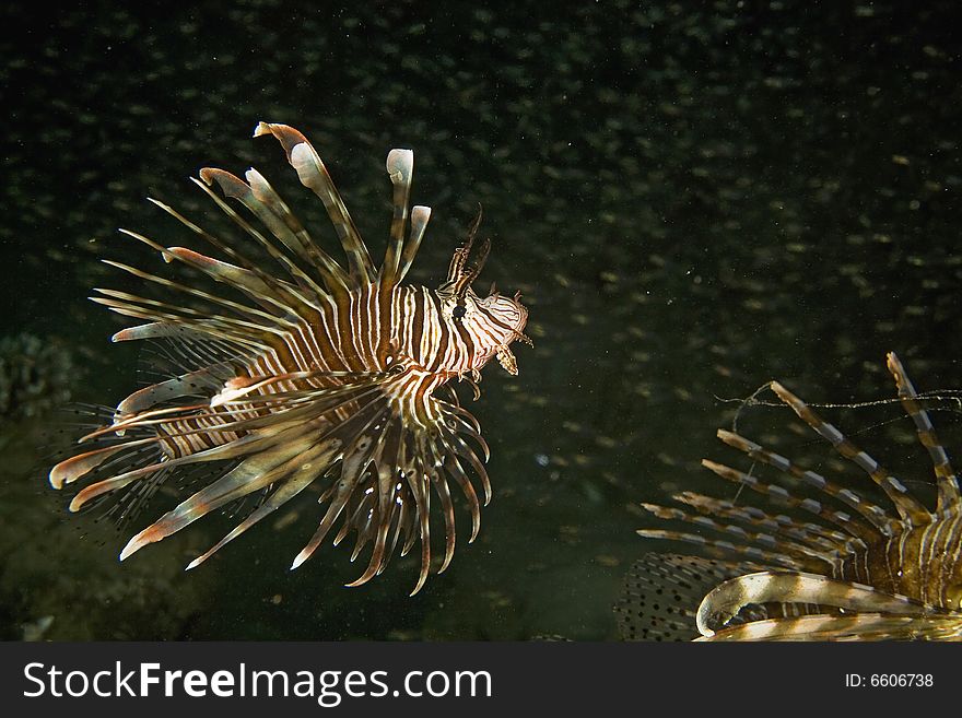 Common lionfish (pterois miles) taken in the Red Sea.