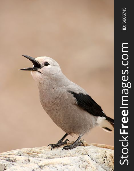 A Gray Jay perched on a large stone in the Canadian Rocky mountains. A Gray Jay perched on a large stone in the Canadian Rocky mountains.