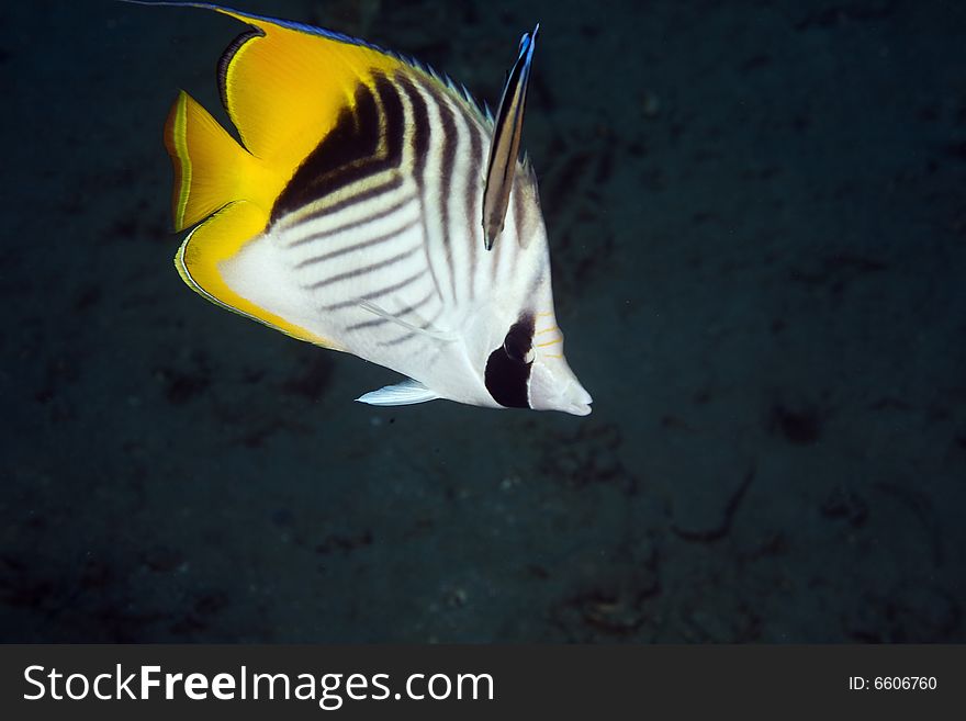 Threadfin butterflyfish (chaetodon auriga) taken in the Red Sea.