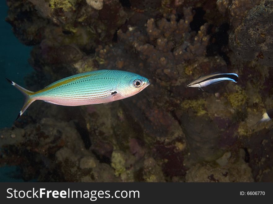 Bluestreak cleaner wrasse (labroides dimidiatus) and fusilier taken in the Red Sea.