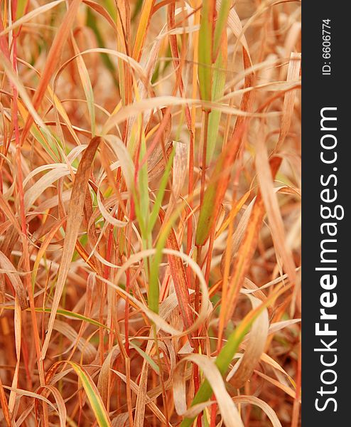 Intricate patterns, colors, and curves in wild Autumn grass. Intricate patterns, colors, and curves in wild Autumn grass