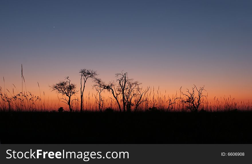The sky color is beautiful before african sunrise. (Moremi, Okavango Delt, Botswana). The sky color is beautiful before african sunrise. (Moremi, Okavango Delt, Botswana)
