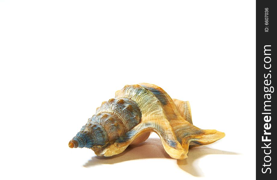 Sea unusual cockleshell on a white background