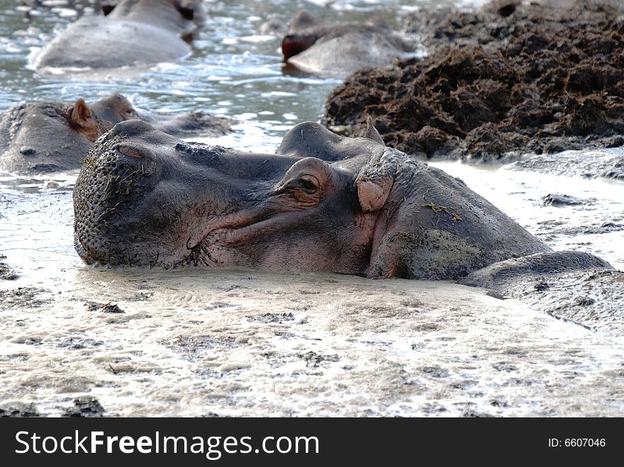 Hippo laying in a dirt pool. Hippo laying in a dirt pool