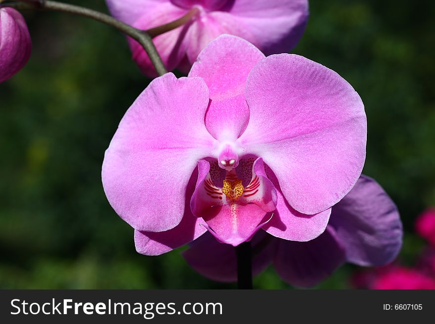 Pink orchidea, beauty in nature. Pink orchidea, beauty in nature