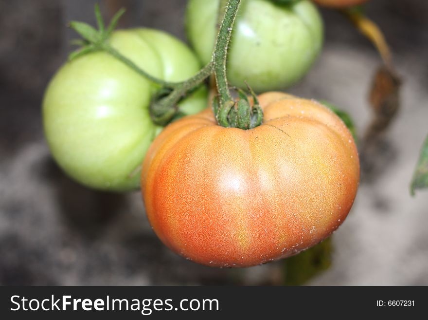 On red and two green tomato. On red and two green tomato