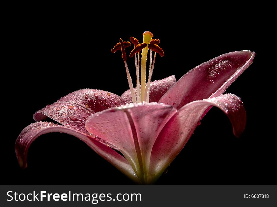 The beautiful Lily isolated on black. The beautiful Lily isolated on black