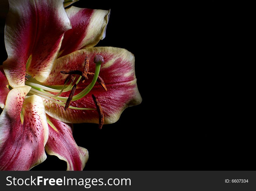 The beautiful Lily isolated on black. The beautiful Lily isolated on black