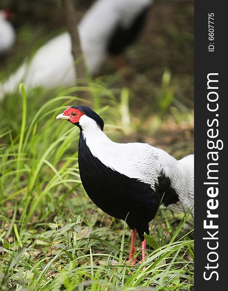 The silver pheasant sitting in the meadow