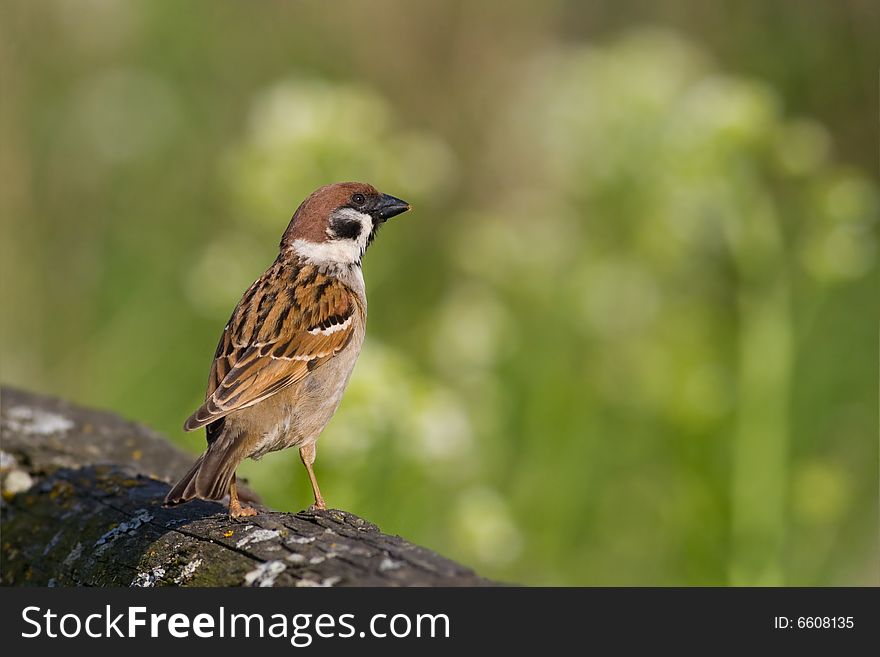 Bird - Tree Sparrow