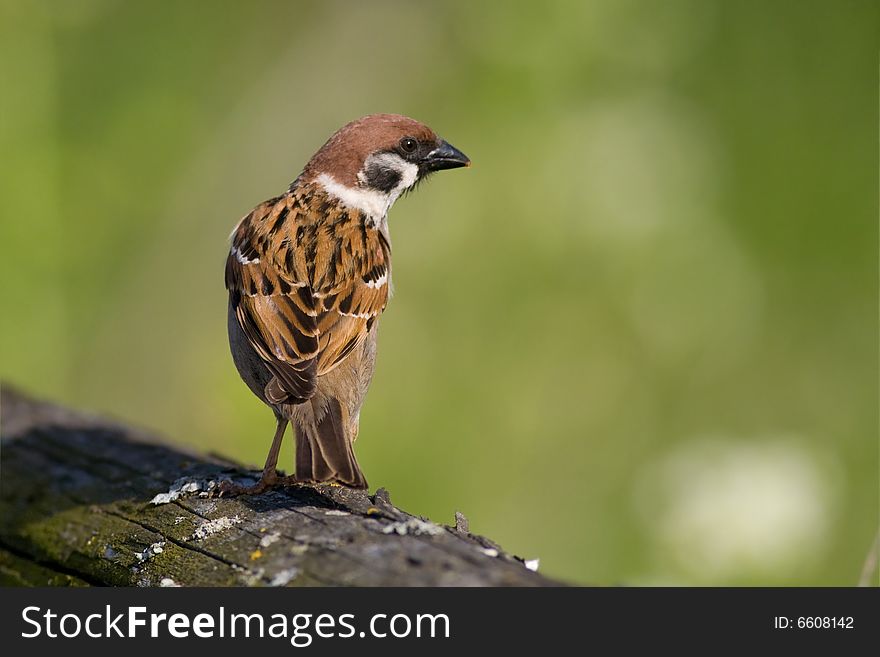 Bird - Tree Sparrow