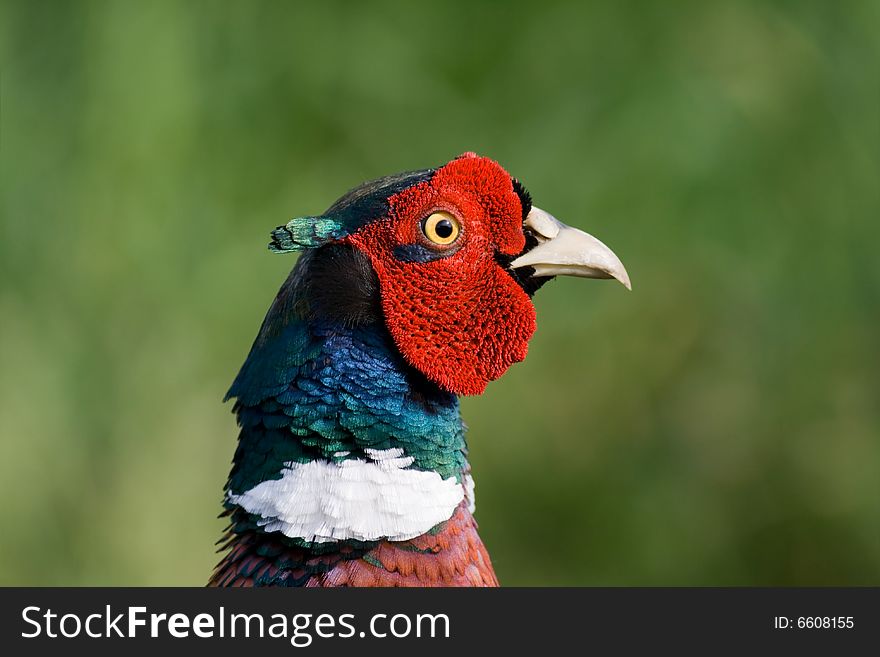 Pheasant Canon 400D + 400mm 5.6L