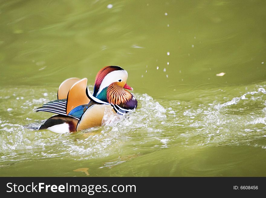 The mandarin duck in a park china