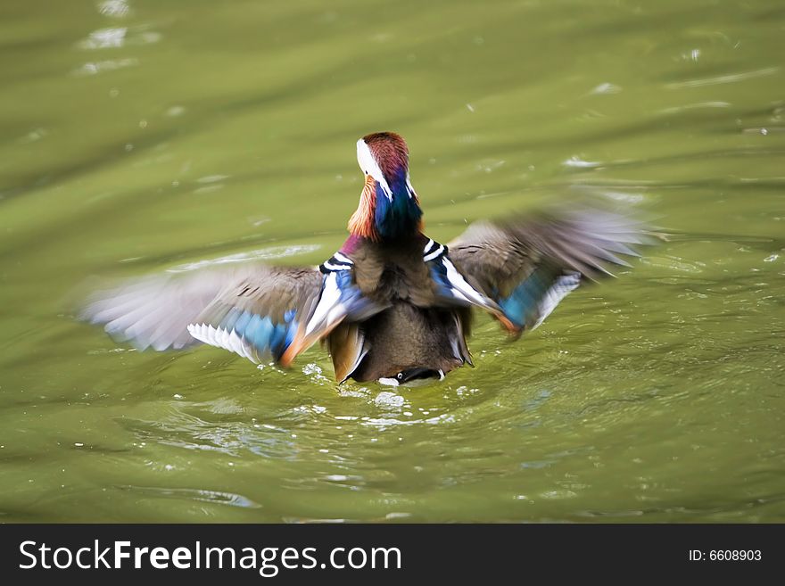 The mandarin duck in a park china