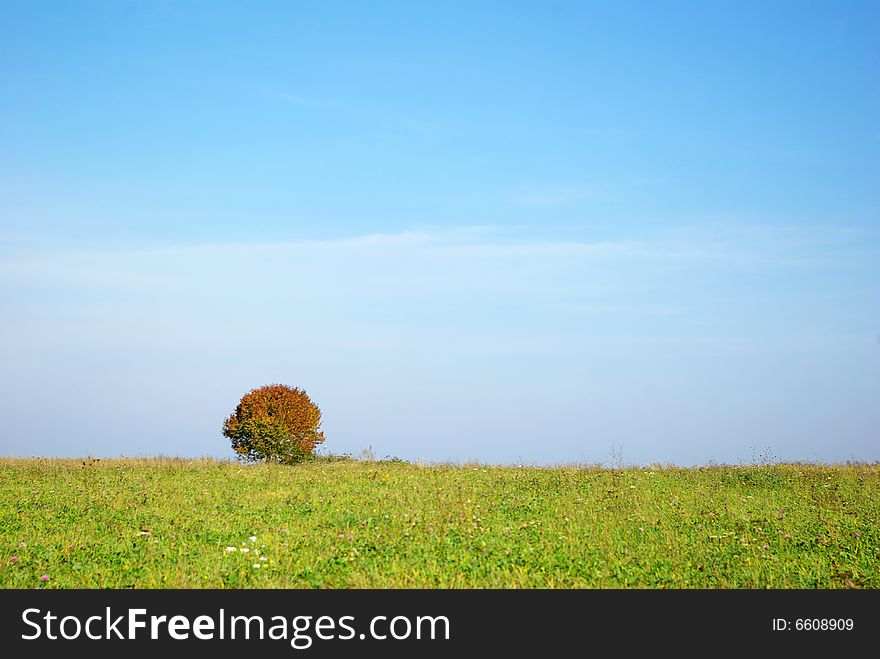 Tree against clear sky background. Tree against clear sky background
