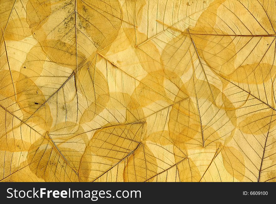 Background image of yellow fallen autumn leaves. Scan.