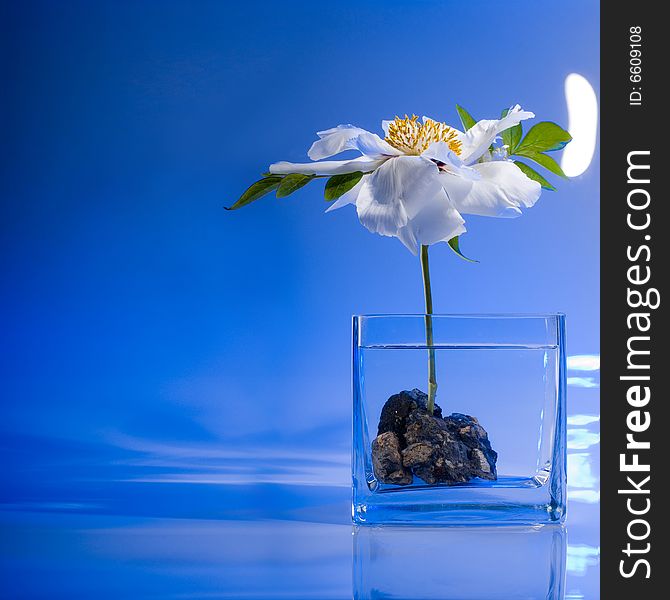 White flower on blue background, studio