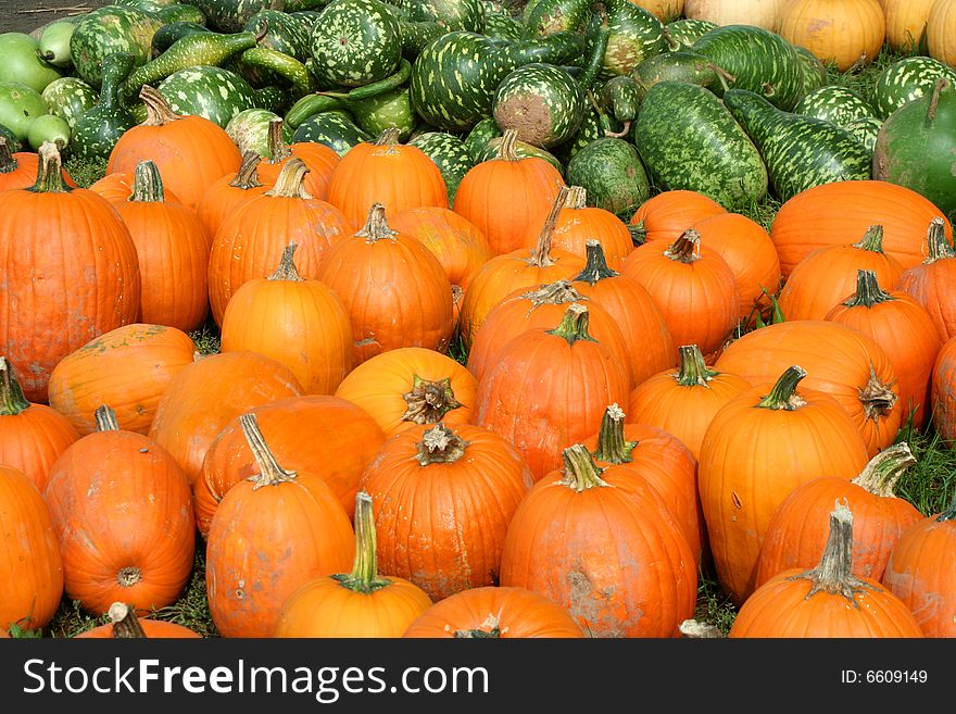 Bunch Of Pumpkins And Gourds