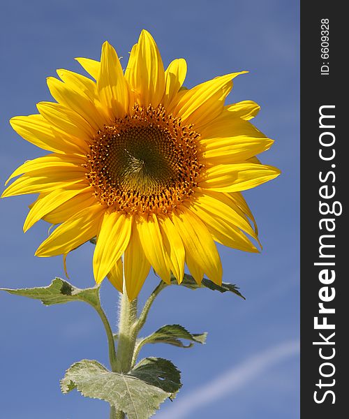 A beautiful, do not mature, sunflower, blue sky, toward the sun, in full bloom,
