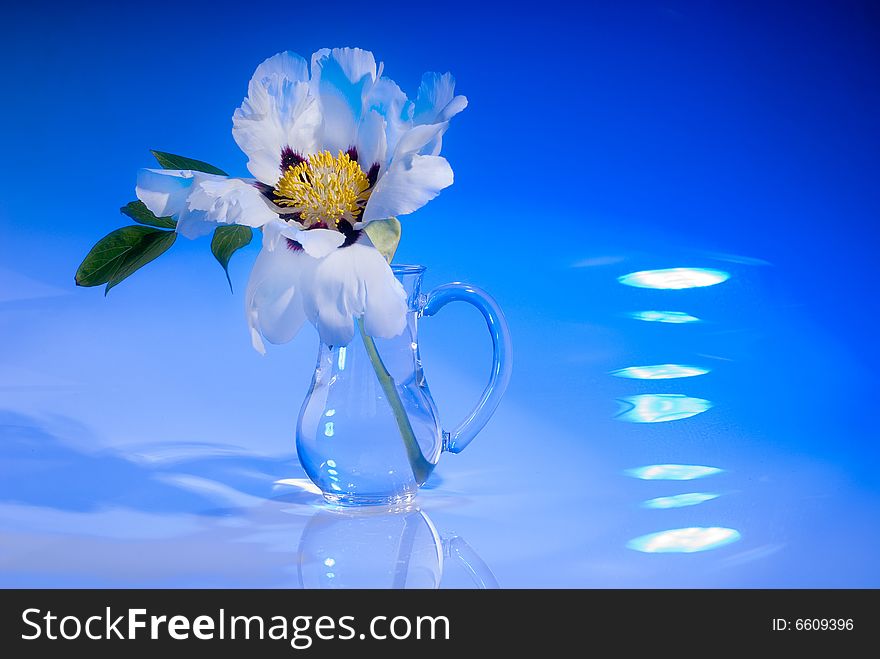 White flower on blue background, studio