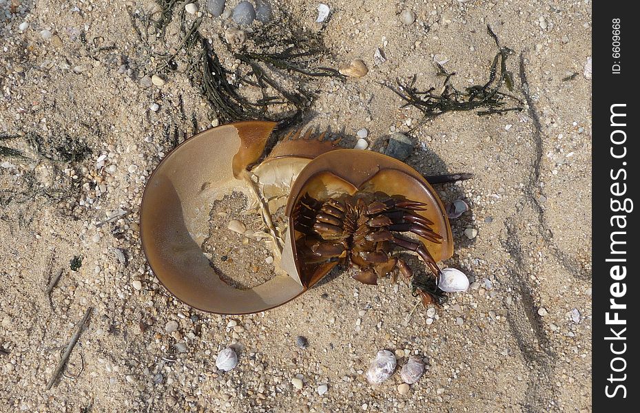 An upside down dead horse shoe crab