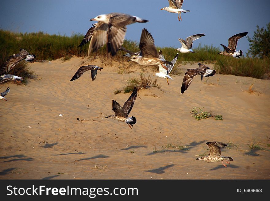 The flying of the seagull. The flying of the seagull