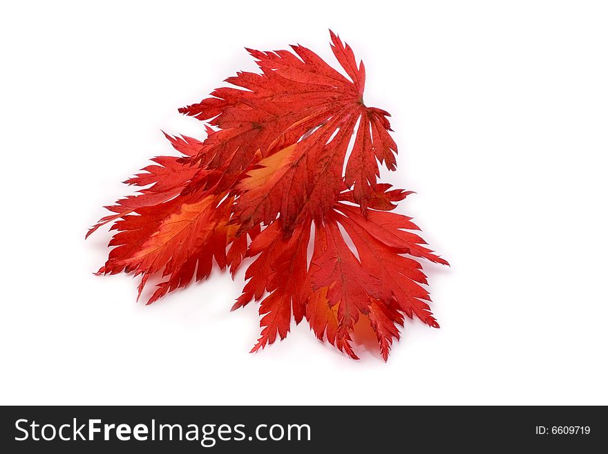 Autumn leaf in its beautiful colors and shapes. Autumn leaf in its beautiful colors and shapes