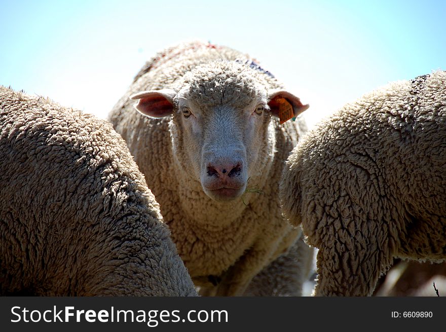 Two sheep eyes staring at you. Two sheep eyes staring at you.