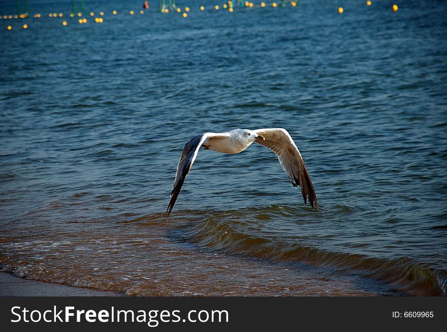 The seagull flight under the ocean
