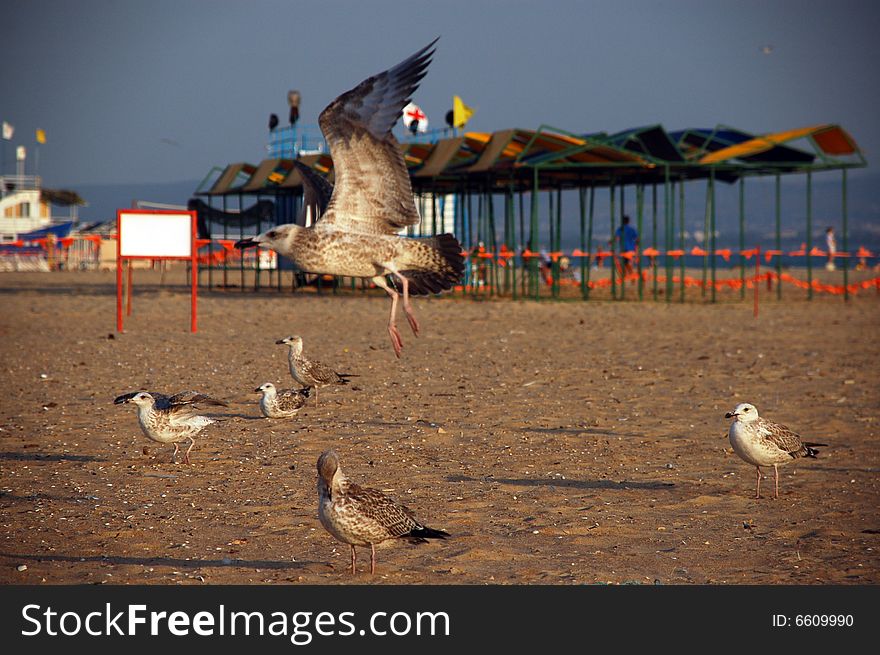 Seagulls