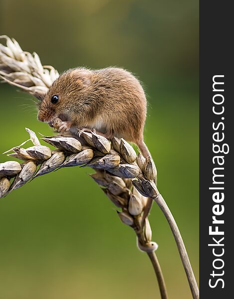 A harvest mouse on an ear of corn in upright vertical format