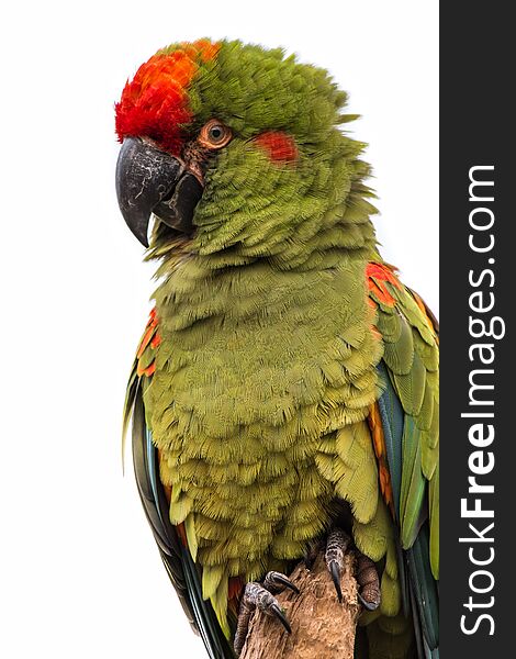 Upright vertical three quarter portrait of a green macaw against a white background