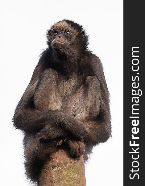 A spider monkey sitting on top of a post with a stern expression against a white background in upright vertical format