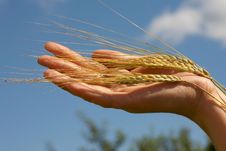 Rye Ears In Hand Stock Photography Rye Ears In Hand Stock Photography