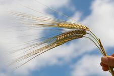 Rye Ears In Hand Royalty Free Stock Photography Rye Ears In Hand Royalty Free Stock Photography