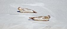 Two Seals In The Beach Royalty Free Stock Photos