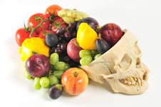 Human Skull Cornucopia Stock Photo Human Skull Cornucopia Stock Photo