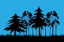 Forest In Afternoon Royalty Free Stock Photos Forest In Afternoon Royalty Free Stock Photos