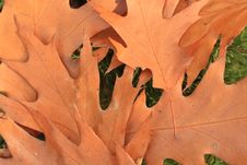 Oak Leaves Royalty Free Stock Images Oak Leaves Royalty Free Stock Images