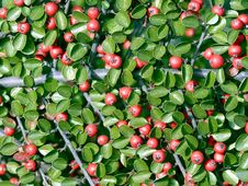 Ornamental Plant (apple-tree Branch). Royalty Free Stock Images