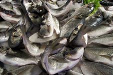 Fresh Fish. Stock Photography Fresh Fish. Stock Photography