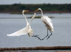 Egrets Royalty Free Stock Images
