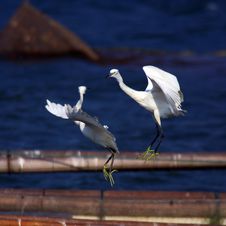 Egrets Stock Image