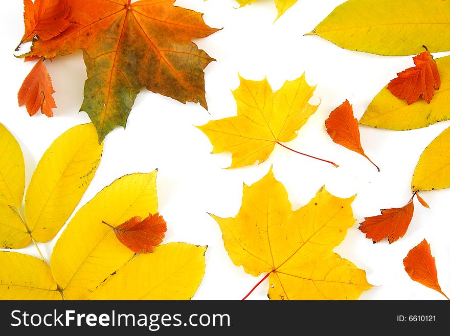 Leaves of yellow, orange and red color on a light background. Leaves of yellow, orange and red color on a light background.