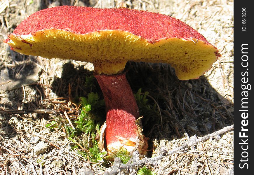 Red mushroom grows on declivity