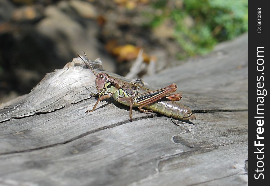 Grasshopper sits on gray tree